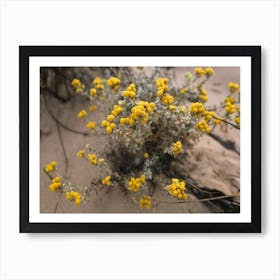 Yellow Everlasting Flowers In The Sand Art Print