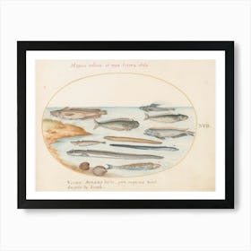 Aquatic And Shellfish Animals, Joris Hoefnagel (11) Art Print