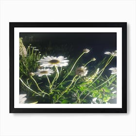 Daisies At Night Art Print