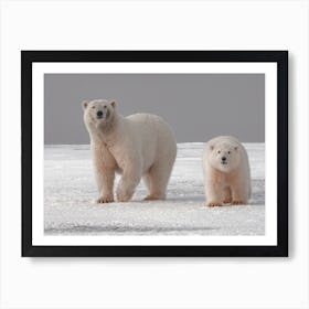 Polar Bear Pair Art Print