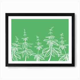 Drawing Of Basil Leaves And Flowers In White On Green Spices Art Print