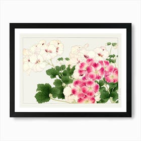 Geraniums Art Print