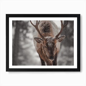 Elk In Snow Storm Art Print