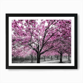 Cherry Blossoms With Sunrays Art Print