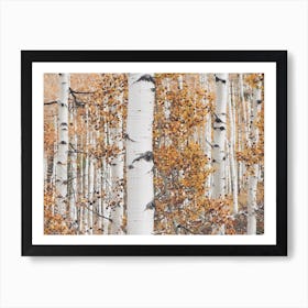 Autumn Birch Trees Art Print