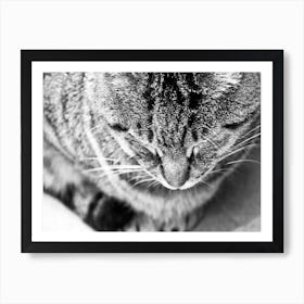 Cat Nap Bw Art Print