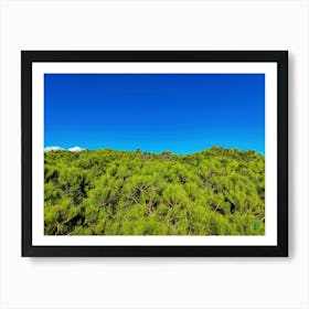 Aerial View Of Pine Trees 20231028160946rt1pub Art Print