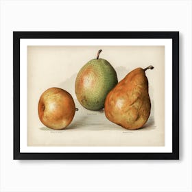 Vintage Illustration Of Pears, John Wright Art Print