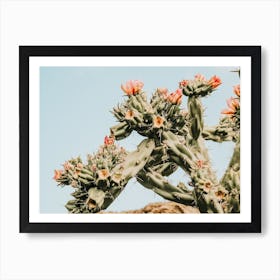 Pink Flower Cactus Art Print