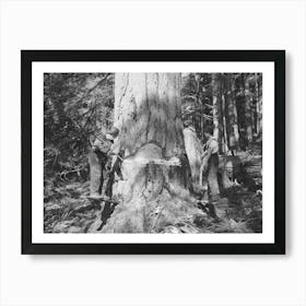Long Bell Lumber Company, Cowlitz County, Washington, Undercutting A Fir Tree By Russell Lee Art Print
