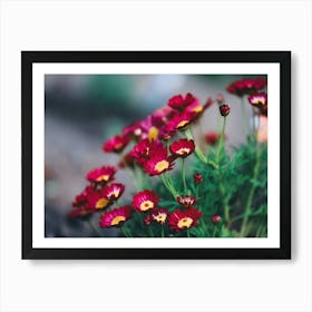 Red Daisies In The Garden Art Print