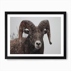 Winter Bighorn Sheep Art Print