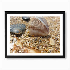 Shells On The Beach Art Print