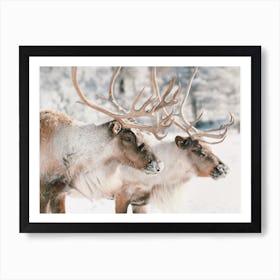 Reindeer Team Art Print