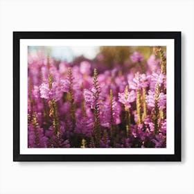 Purple Fields Art Print