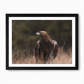 Rustic Golden Eagle Art Print