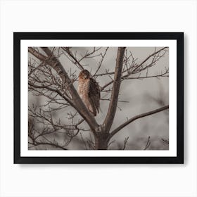 Coopers Hawk On Branch Art Print