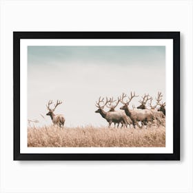 California Elk Herd Art Print