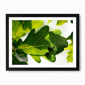 Oak leaf with ants Art Print