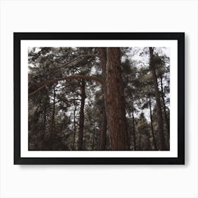 Large Pine Tree Art Print