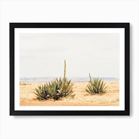 Desert Yucca Plants Art Print