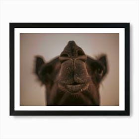 Camels nose Close up - Al Wathba Abu Dhabi UAE photo print - moody animal photography art Art Print Art Print