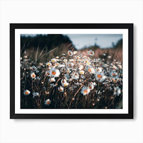 The Daisies In The Summer Sun Netherlands Nature Art Print