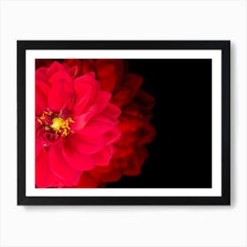 Red Dahlia Flower Art Print