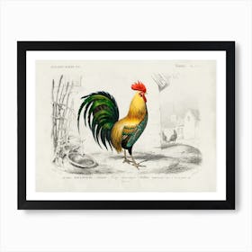 Cock, Charles Dessalines D'Orbigny Art Print