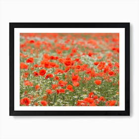 Field of Poppies 2 Art Print