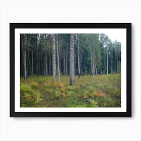 Ferns In The Forest Art Print