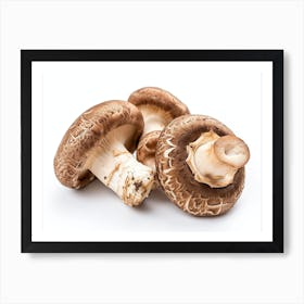 Mushroom On A White Background Art Print