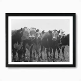 Yearlings, Cruzen Ranch, Valley County, Idaho By Russell Lee Art Print