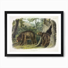 Cinnamon Bear, John James Audubon Art Print