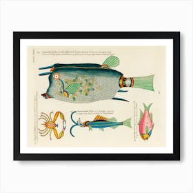 Colourful And Surreal Illustrations Of Fishes And Crab Found In Moluccas (Indonesia) And The East Indies, Louis Renard (1678 1746)(87) Art Print