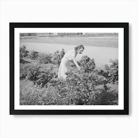 Picking Roses From Her Flower Garden At The Casa Grande Valley Farms, Pinal County, Arizona By Russell Lee Art Print