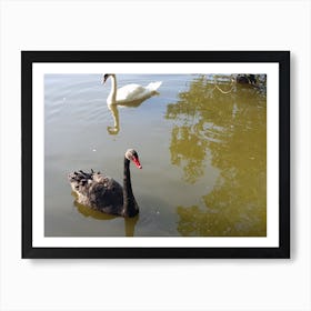 Black Swan Art Print