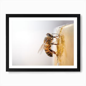 Honey Bee On Honey Art Print