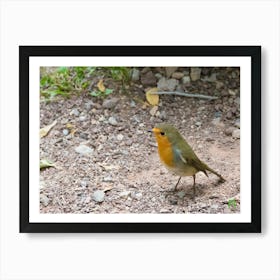 Robin 20211020 92ppub Art Print