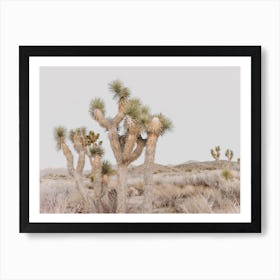 Joshua Tree Sunset Art Print