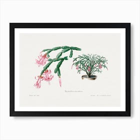 Pink Flower, Familie Der Cacteen Art Print