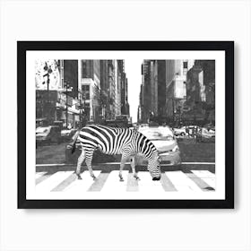 Black and White Zebra New York City Art Print