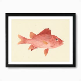 Unidentified Fish, Luigi Balugani (2) 1 Art Print
