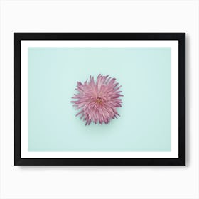 Chrysanthemum Flower Art Print