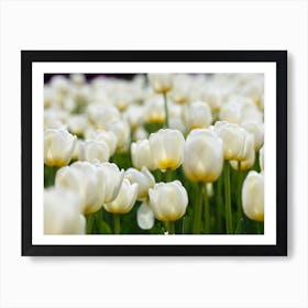 White Tulips 2 Art Print