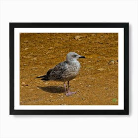 Seagull 20220908299rt1pub Art Print