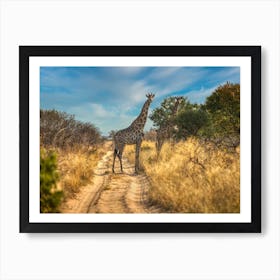 giraffe at sunset okavango Art Print