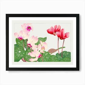 Cyclamen Art Print