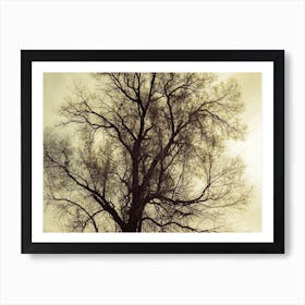 Silhouette Of Bare Tree Yellow Tone 2 Art Print