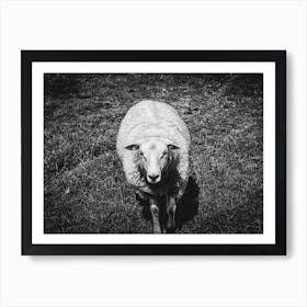 Curious Sheep // Nature Photography Art Print